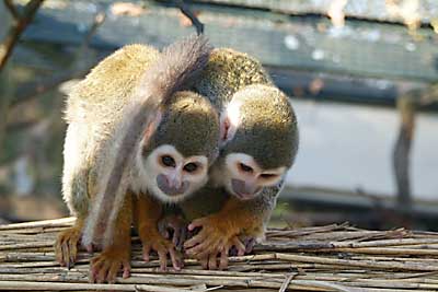 Aachener Zoo Aachener-Zoo-Totenkopfaeffchen-001